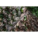 TRAGOPAN - CHAMBRE POUR AFFUT V5