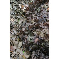 TRAGOPAN - CHAMBRE POUR AFFUT V5 2